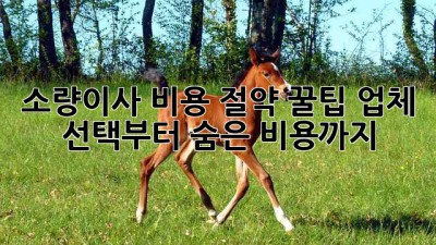 소량이사 비용 절약 꿀팁🍯: 업체 선택부터 숨은 비용까지!